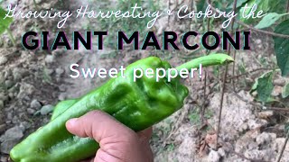 Growing Harvesting and Cooking the GIANT MARCONI Sweet Pepper [upl. by Lewej]