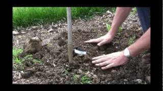 How to Plant Bare Root Grapes StepbyStep Guide for Successful Grape Growing [upl. by Eeltrebor522]