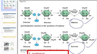 Disaccharides amp Polysaccharides [upl. by Cirtap183]