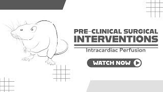 Intracardiac Perfusion or perfusion procedure to remove the blood from mouse brain capillaries [upl. by Leahcym]