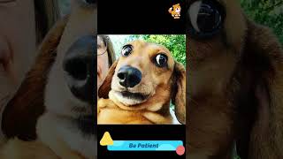 Patient  S575 cute cutedog dog cutedog dogs viral shorts youtubeshorts tiktok puppy pets [upl. by Niarb]