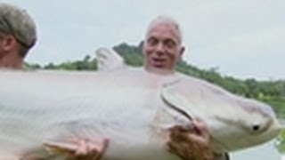 Mekong Giant Catfish  River Monsters [upl. by Nirol]