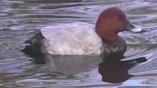 POCHARD DUCK  an unlikely visitor [upl. by Saidel]