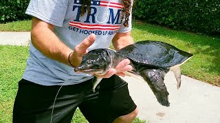 COOTER catch and cook TURTLE FRIED RICE [upl. by Colligan835]