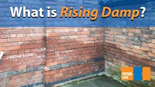 What is rising damp  How to spot rising damp in your home [upl. by Collie]