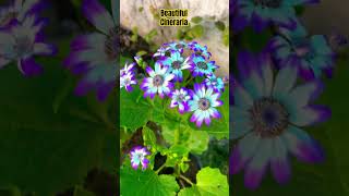 cineraria flower beautiful gardening [upl. by Inohs]