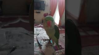 Mittu mithu trending youtube parrot shorts [upl. by Chelsea]