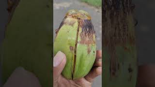 Coconut Mite Attack Causes Symptoms and Treatment [upl. by Colinson]