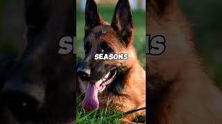 3 Most Shedding Dog Breeds shorts [upl. by Ardnod521]