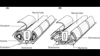 Fate of the parts of Somites  Dermatome Myotome Sclerotome Dermomyotome [upl. by Bishop750]