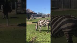 Maneless Zebras [upl. by Haymes659]