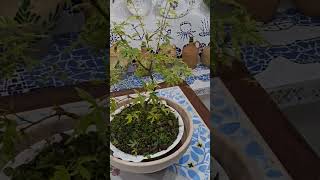 Bonsai Maple tree plants garden japanesemapletree landscape backyard nature watering [upl. by Enilatan]