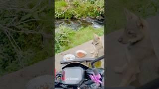 Waterfall view amp cute puppies 🫠🐕 kodaikanal tamilnadu lekigoswami [upl. by Aimal108]