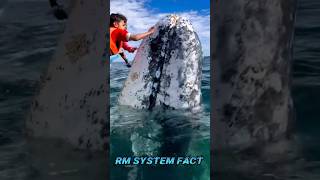 north sea ocean 🌊 ka😱 खतरनाक fish gray whale 🐋 fish shortvideo animalfacts trending viralvideo [upl. by Attenrad]