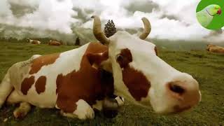 COW VIDEOS COWS GRAZING IN A FIELD COWS MOOING  Cow Video [upl. by Siroled]