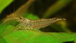 The Amano shrimp Caridina multidentataSpecies Spotlight [upl. by Miah447]