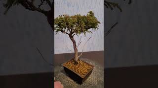 Chamaecyparis bonsai in new small pot [upl. by Assyli899]