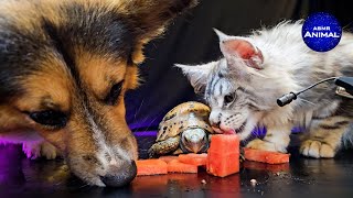 Dog Cat Turtle 🍉 ASMR Mukbang Eating Watermelon [upl. by Nybbor638]