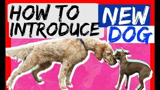 How to bring a new dog to your dog at home  Dog Training with Americas Canine Educator [upl. by Kosel]