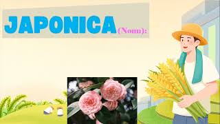 JAPONICA  Dictionary Thesaurus Vocabulary SynonymsWord Meaning English Language [upl. by Peisch]