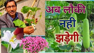 अब और लौकी सड़ेगी नहीं  ये तरीका अपनाकर देखिए  Stop Fruit drop in Bottle gourd [upl. by Blaze280]