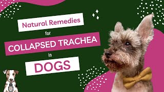 Natural Remedies for Collapsed Trachea in Dogs with Dr Judy Morgan [upl. by Esilehc924]