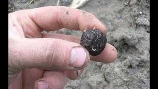 Reforesting the Ranch Part 5 Seed Balls [upl. by Redmer112]