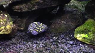 Figure 8 Puffer Attacking a Ramshorn Snail in My Brackish Tank [upl. by Ehcropal]