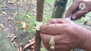 HOW TO MARCOT AQUILARIA AGARWOOD TREE [upl. by Nyhagen]