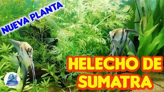 COMPRÉ UN HELECHO DE SUMATRA Ceratopteris Thalictroides [upl. by Aiet224]