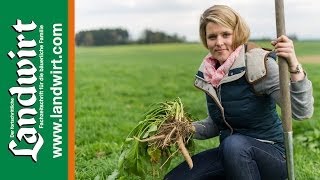 Ampfer bekämpfen  landwirtcom [upl. by Ibmat]