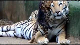 Pseudo melanistic tiger at Bagwan Birsa Biological Park Ranchi [upl. by Monia]