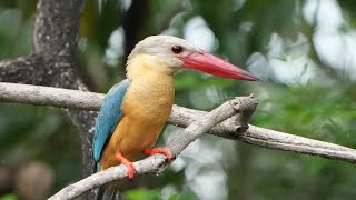 EP01 Very nice beautiful Storkbilled kingfisher bird  Review Bird Nest [upl. by Adlez]