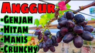 Panen Anggur Hitam Yang Genjah Manis Dan Crunchy‼️🔥🍇 [upl. by Aehtrod]